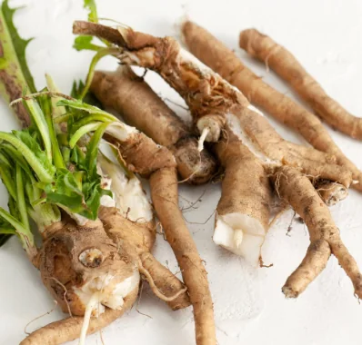 Fresh chicory roots